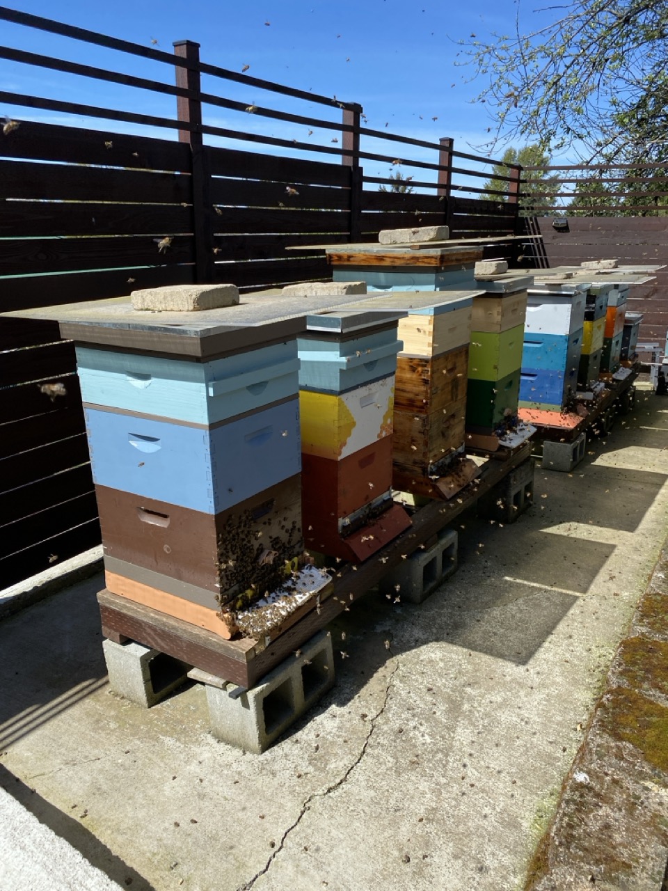 A row of colorful honeybee hives with bees flying around them.