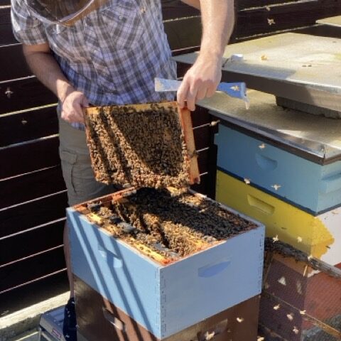 Tim Goebel inspecting a frame from a Goebel Goods hive.